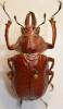 Sphaenognathus prionoides